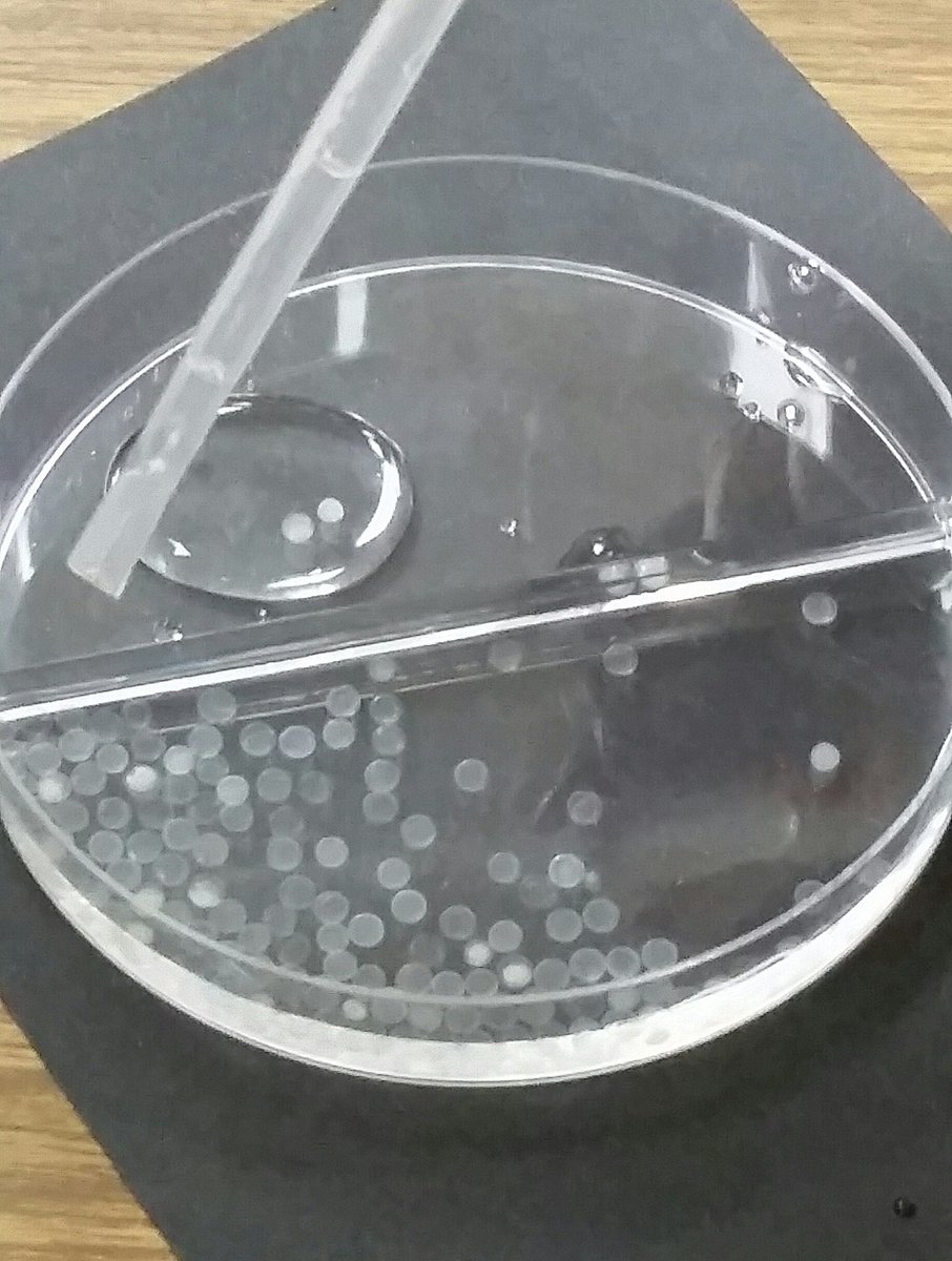 Carson_Jen_E's tweet photo. How can one tell the whether these  American Shad eggs will grow into fish? The clear ones are keepers! @GABChamps #ShadintheClassroom https://t.co/euiYlluBjm