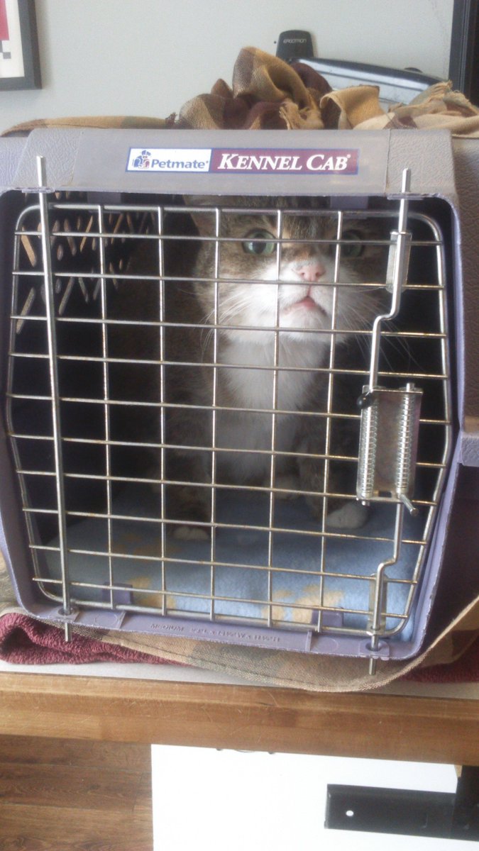 Check out our FB page for all the #adoption updates today. The  highlights, Lucy got to go to her forever home!  Snowball is getting  ready for his dental procedure and Lucky has officially joined our program!
facebook.com/thecatclinicha…
<a href="/thecat_clinic/">The Cat Clinic</a> <a href="/thevillage_cat/">Village Cat Clinic</a> #AdoptDontShop