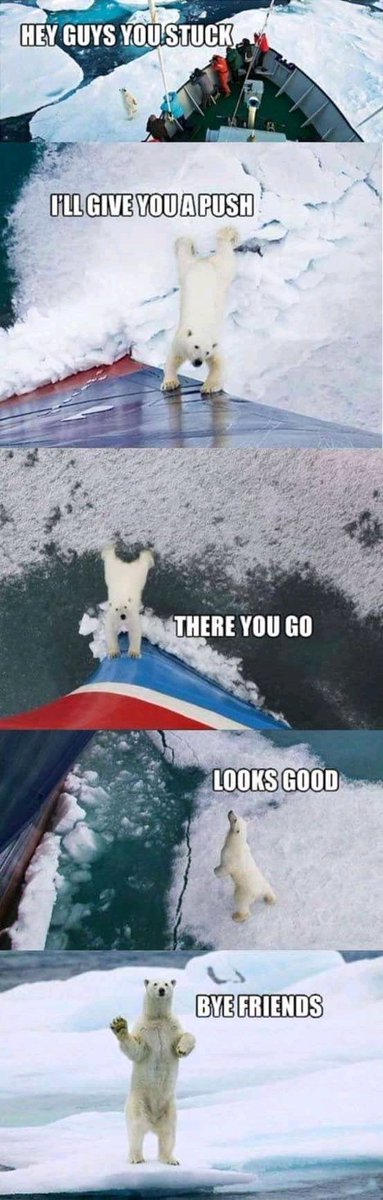 "...Where can I find a polar bear?..I want one as my pet..."