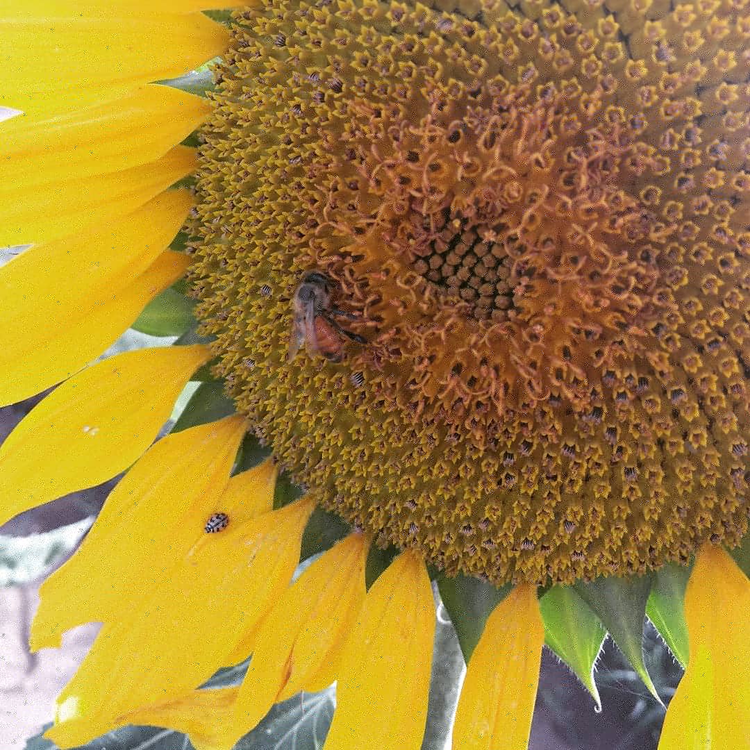 yash_apiary's tweet photo. Bucket full's of #pollen and #honey is coming in.. lucky I found #sunflower #plantation .
#sunflowerhoney
#yashhoneyandapiaryproducts 
#Yashhoney 
#startup #startupindia #beekeeping  #sweetrevolution https://t.co/BM1OgV82R9