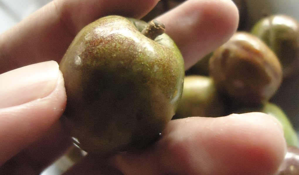 DrFarrahMD's tweet photo. Spanish plums, commonly known locally as siniguelas, have lots of not-so-obvious health benefits. Want to demystify them? Read here https://t.co/ZPt1u64pWQ
#DrFarrahMD #cancercure #bostonc #naturaloncology 🇵🇭 https://t.co/nEqh4D4tv2 https://t.co/CpvWBaUkeI
