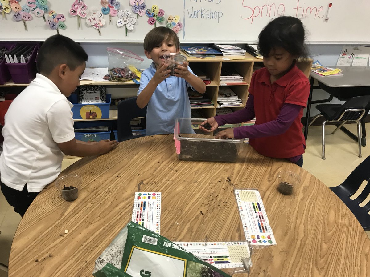 McloughlinFME's tweet photo. Planting Lima beans &amp; doubling the lesson to learn capacity! We made a HUGE mess! After cleaning as much as we could, we wrote our wonderful custodian a thank you letter and left him a lollipop! 🙂 #teachkindness #playinginthedirt #learningisfun #ilovekinder #FMEPride @fmeeagles https://t.co/8lTzLvj13P