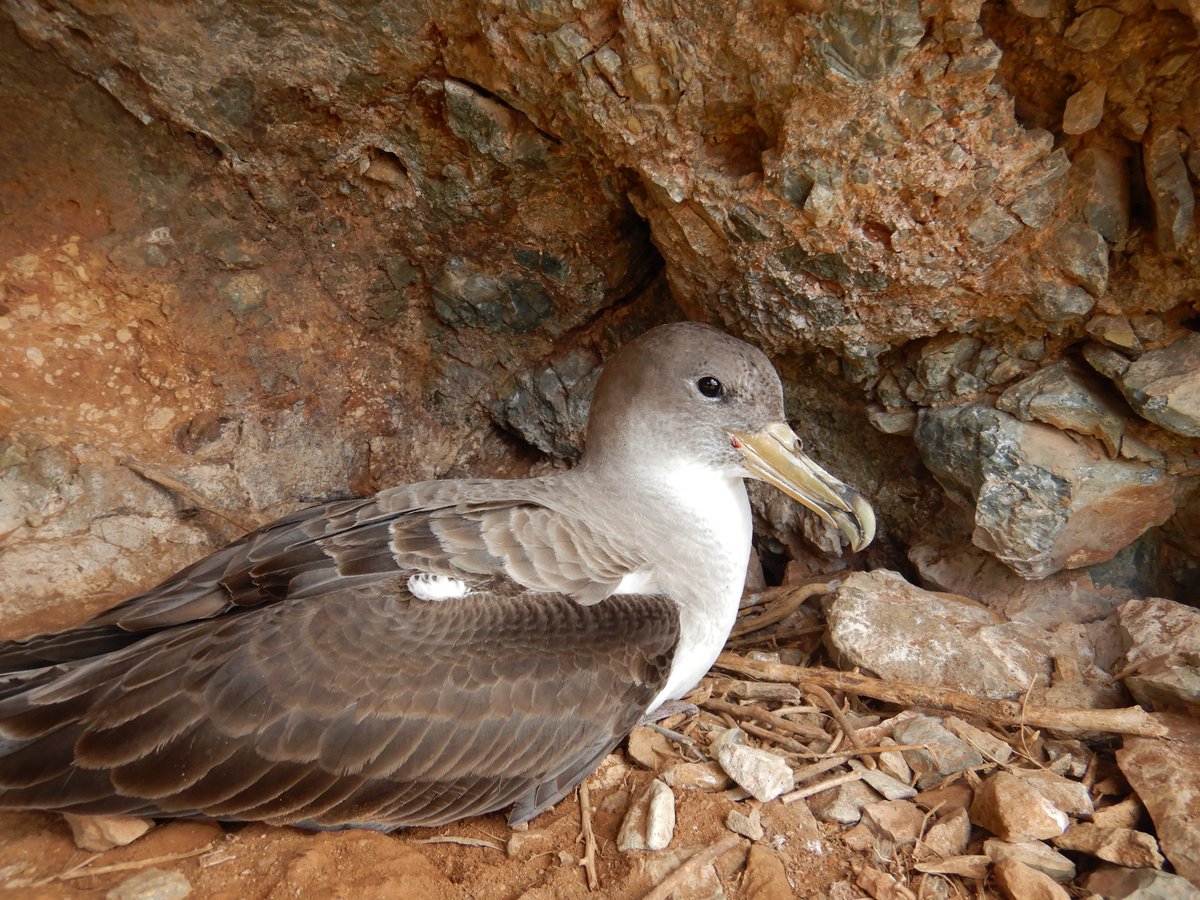 Field season on Selvagem Grande is on! 
Our long-term study of Cory's #Shearwater is underway and we are starting a new project with White-faced #StormPetrel which is already producing exciting results! More new coming soon
#seabirds