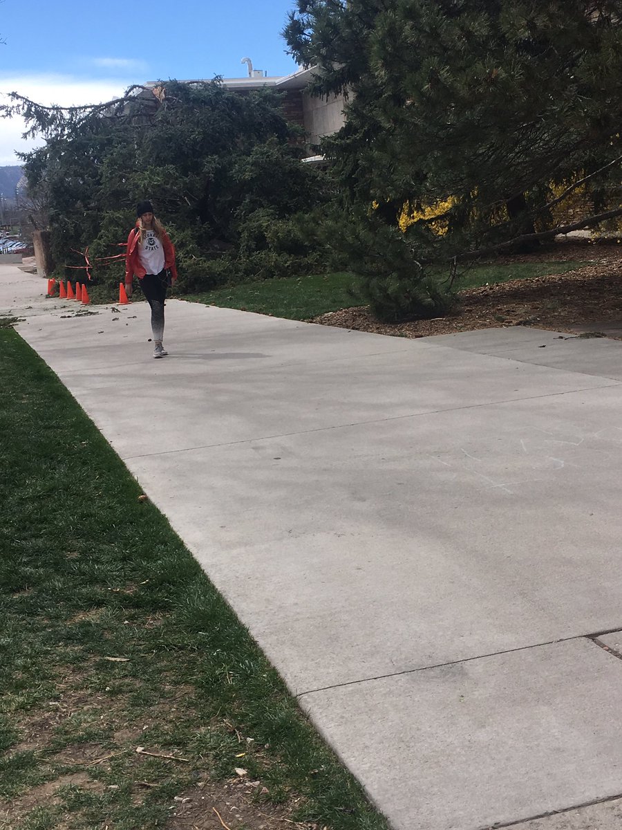 CTV_SydneyPaul's tweet image. Wind gusts blow over tree by Morgan Library @CTV11 #springincolorado