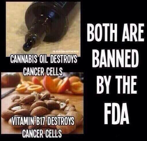 Homestead4Honey's tweet photo. #FDA #Ban #Banned #Cannabis #Cancer #VitaminB17 #FakeHealthCare #HealthCare #FakeMedicine #ApricotKernel #CannabisCuresCancer #ThingsThatMakeYouGoHmm https://t.co/4QVOaaXWGn