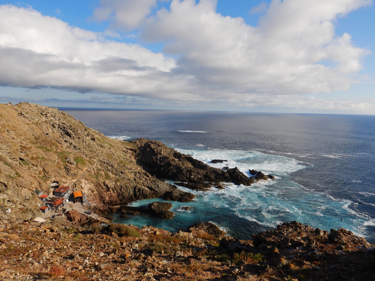 Atlant_Migrants's tweet photo. Field season on Selvagem Grande is on! 
Our long-term study of Cory's #Shearwater is underway and we are starting a new project with White-faced #StormPetrel which is already producing exciting results! More new coming soon
#seabirds https://t.co/j8p4wiOO2s