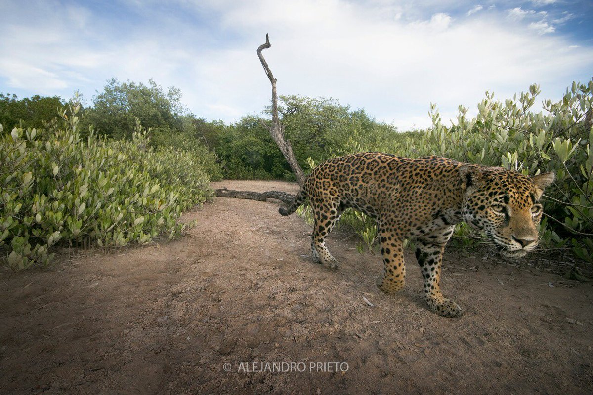 ALEXDELMAZO's tweet photo. Las #ÁreasNaturalesProtegidas de #México, son las mejores aliadas para la #Conservación de especies emblemáticas como el #Jaguar, la #MariposaMonarca y la #BallenaGris 🇲🇽🐆 https://t.co/Q3ypg3Mk5H