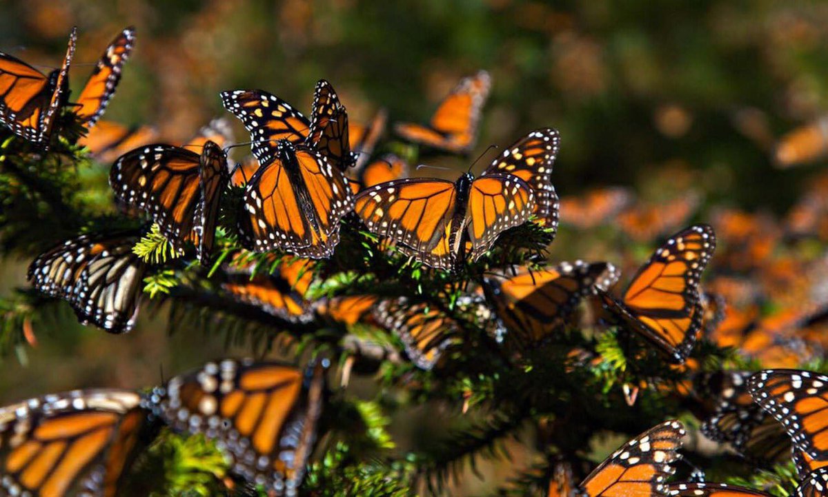 ALEXDELMAZO's tweet photo. Las #ÁreasNaturalesProtegidas de #México, son las mejores aliadas para la #Conservación de especies emblemáticas como el #Jaguar, la #MariposaMonarca y la #BallenaGris 🇲🇽🐆 https://t.co/Q3ypg3Mk5H