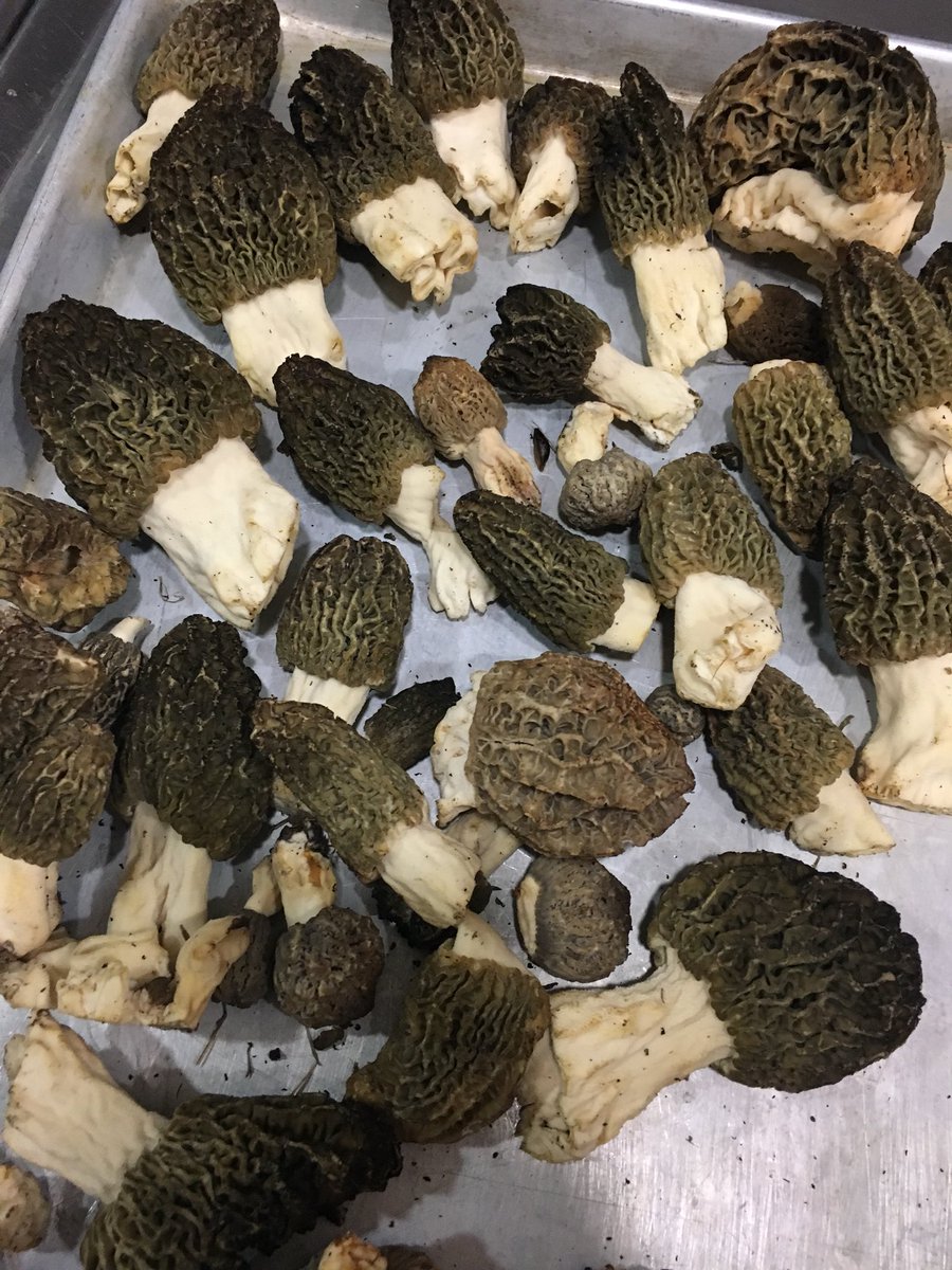 chef_sleiman's tweet photo. Nice little surprise find 👍 https://t.co/eAqc3v7T5a