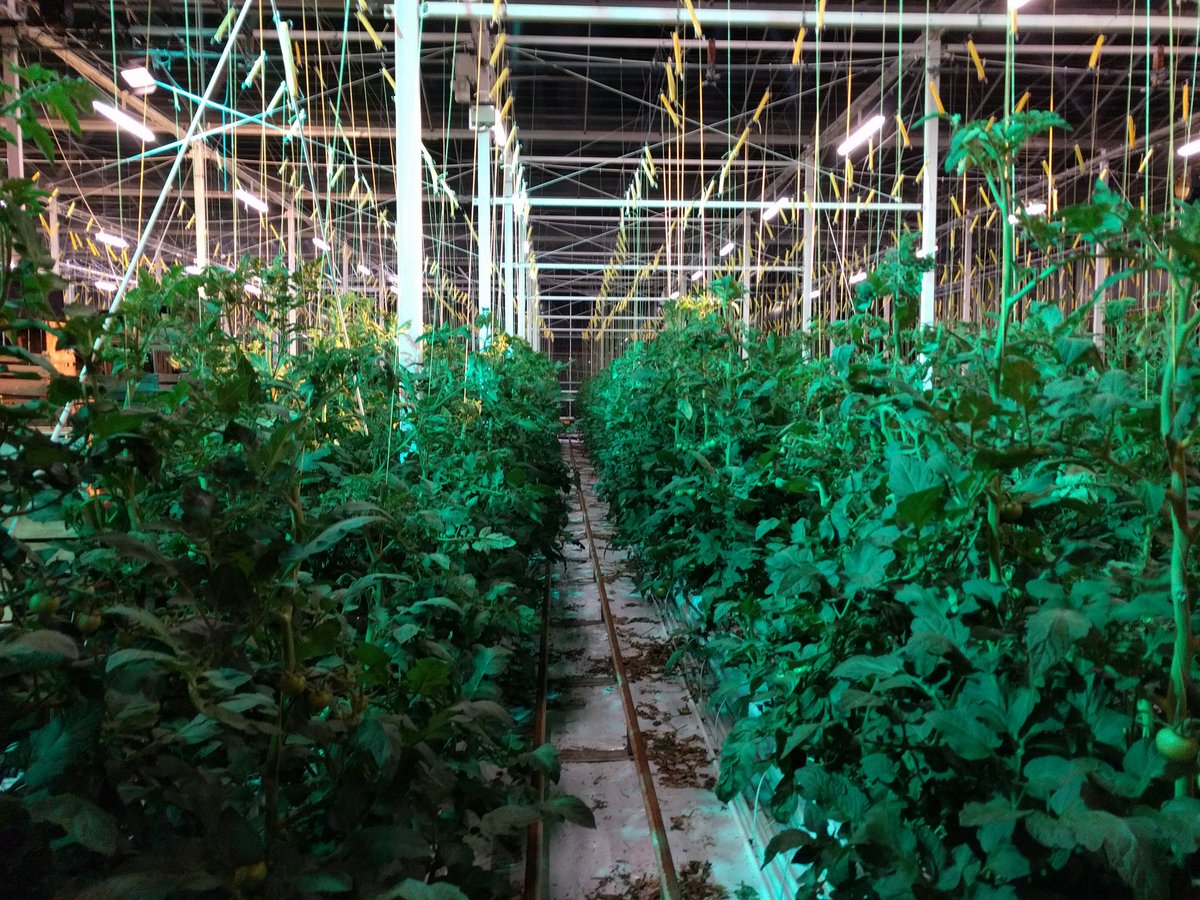 skiskien's tweet image. De tomaten doen het goed en de soep was lekker in de pauze.
Lost in the Greenhouse..