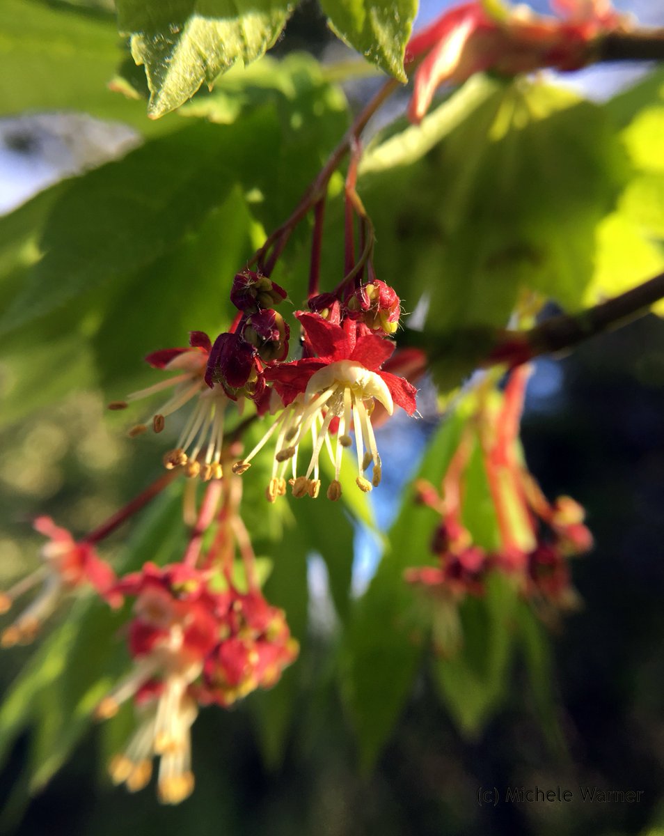 MishaPeep's tweet photo. Acer circinatum or vine maple. #WashingtonPlants #Maples #TreeFlowers #botany https://t.co/rOSmxgySMV