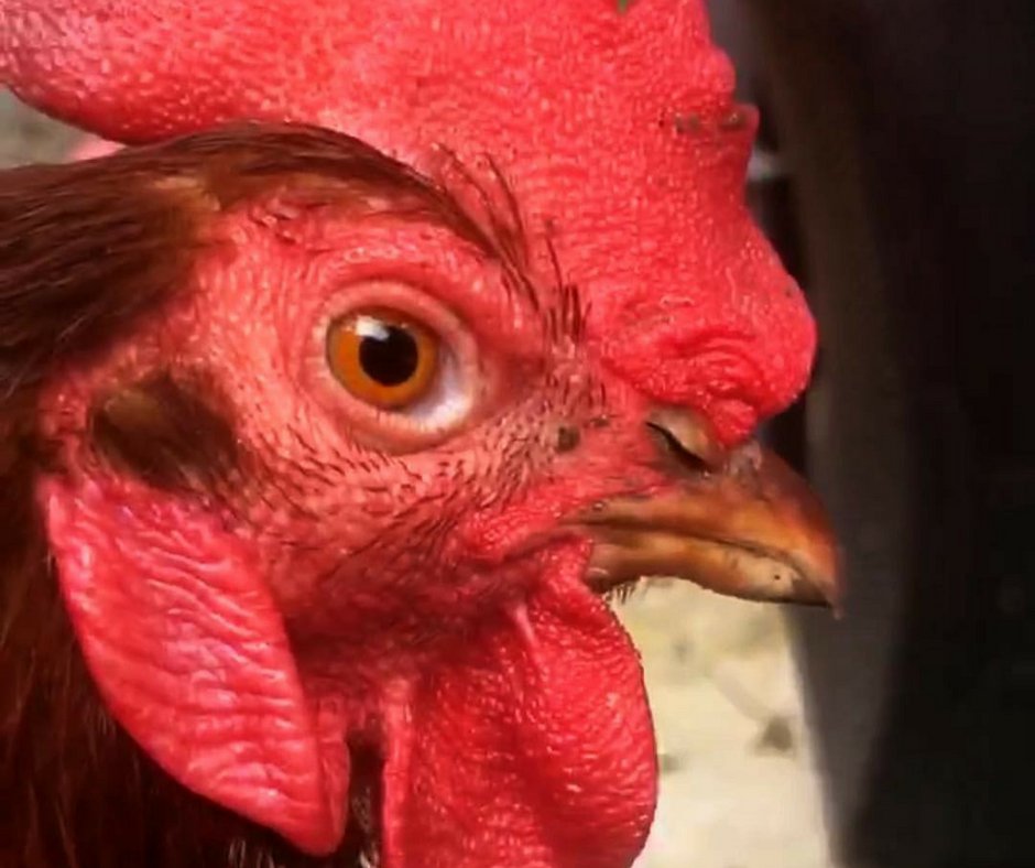 NASHFM951's tweet photo. Ever wonder what happened to @thekellyford's chickens she used to talk about ALL the time? So do we... Tomorrow morning @TyKellyandChuck will confront her to find out what happened to the long lost chickens at #KellysKoop. https://t.co/MzrEvor1Zs