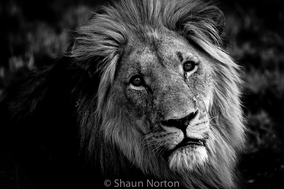 101africa_es's tweet photo. Una fotografía de concurso de un león en reposo, que nos mira con curiosidad. ¿Qué creéis que está pensando? 👍👍👍
#viajar #africa #TierraDeNadie5 #CuerpoDeElite10 #HappyFirstDates2 #GuerraCivilColorTV3 #FamaABailar17A #EuroLeague https://t.co/iKgMVAUYO1