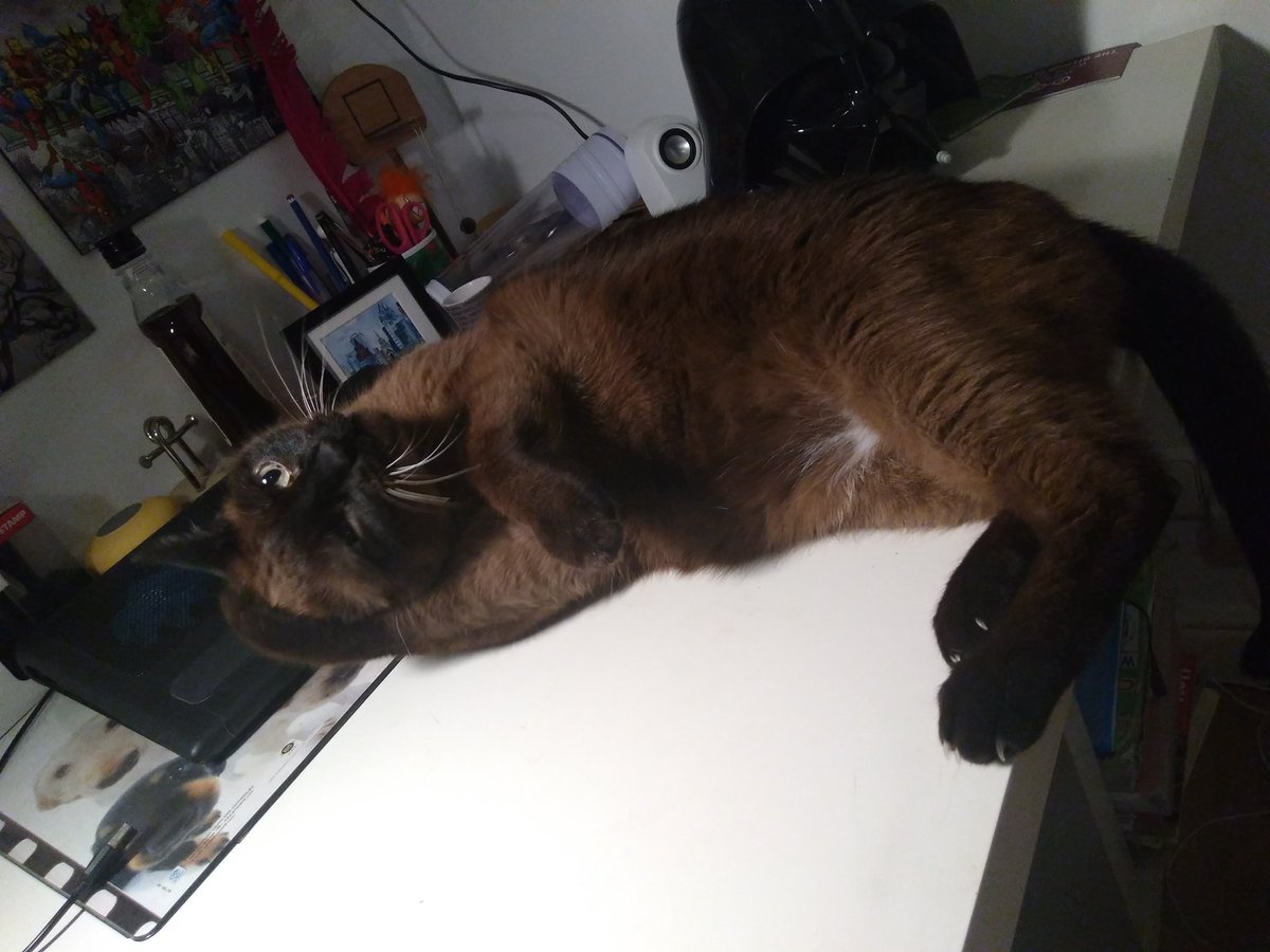 Life goals:Quiero ser un gato
Sep, un gato. Y poder dormir, comer y tocar las narices a alguien durante todo el día y que me quiera por ello