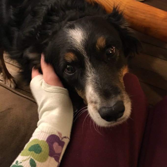 I just think everyone should know how perfect my dog is, so here&rsquo;s her angel face https://t.co/eZ2VW<a href="/tag/amateurporn"class="tags"><span>#amateurporn</span></a>
