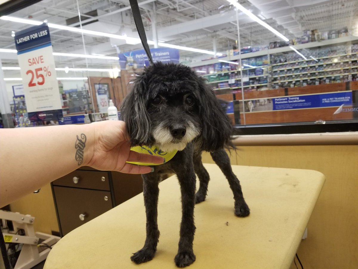 Mary #1240 #NYC Extreme Makeover #northeastgrooming