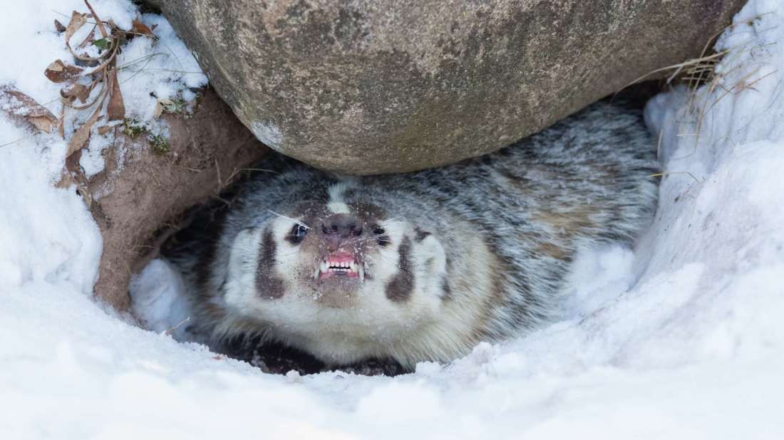 Parts of Craignethan Castle in Scotland were closed to tourists last weekend "due to the presence of a very angry badger." (Insert cranky Hufflepuff joke here.)   buff.ly/2qDS4se on <a href="/mental_floss/">Mental Floss</a> #NeverTickleASleepingBadger