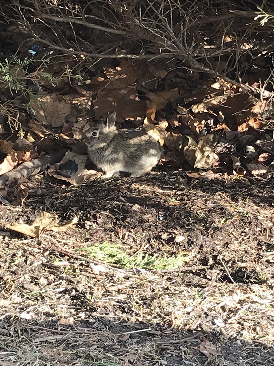 Oogle184's tweet photo. Name: Peter Pan!

Type: Big Ear Squirrel

Bio: Little Peter was always told that he would do great things. . . A shame what happened. 

#Nutty https://t.co/oXNfWmGaet