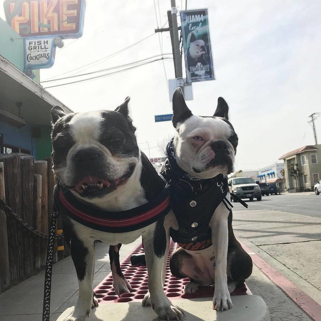 4thStreetLB's tweet photo. Neighborhood watch 🐶 @pikebar // 📸 @noclueluluandchunk #4thstreetlb #dogsoflbc https://t.co/NfUcW8Ux8E
