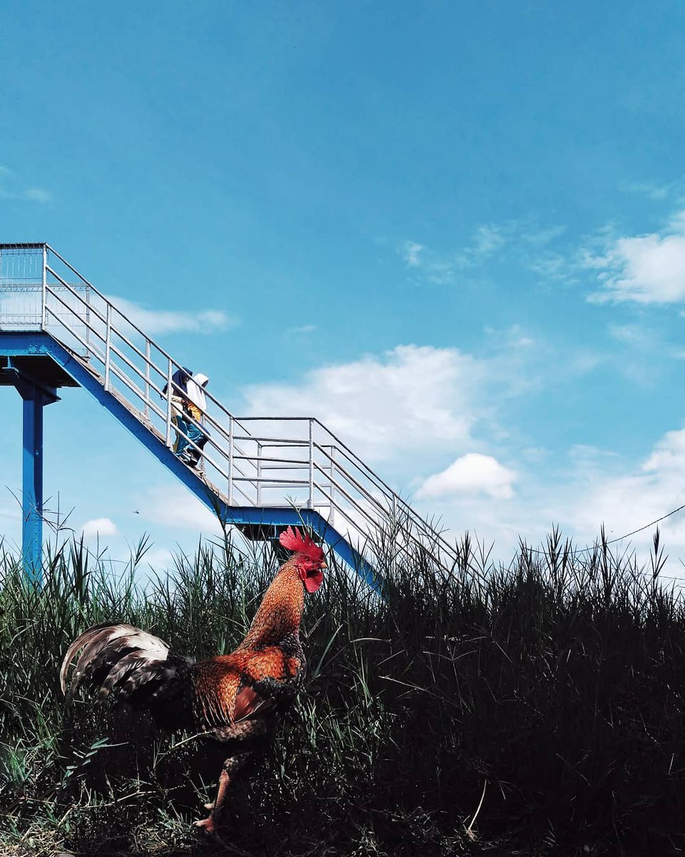 instagram's tweet photo. Why did the chicken go up the stairs? To get to the other side. #WHPwildthing https://t.co/RADKXXJpEv https://t.co/O0UFY4hd6C