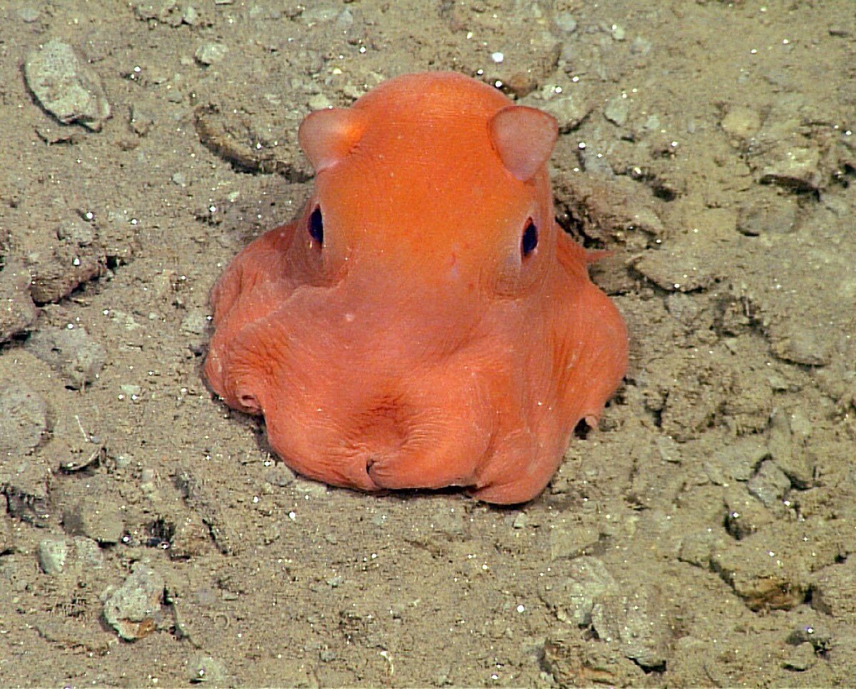 deepseabebe's tweet photo. Deep sea cutie π #deepsea #deepseacreatures #deepseababy #flapjackoctopus https://t.co/NyG9eURDzP