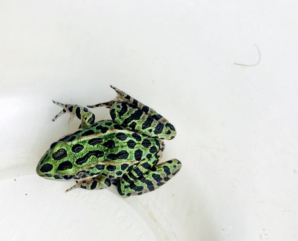 TalisinHammond's tweet photo. One of the great beauties of our time #leopardfrogs https://t.co/RCZh7YF63G