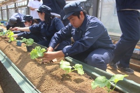 _Yoshidajima_'s tweet image. 3年次、野菜Ⅱの授業でメロンの苗を定植しました。3年次生を中心に栽培し、7月の収穫を目指します。