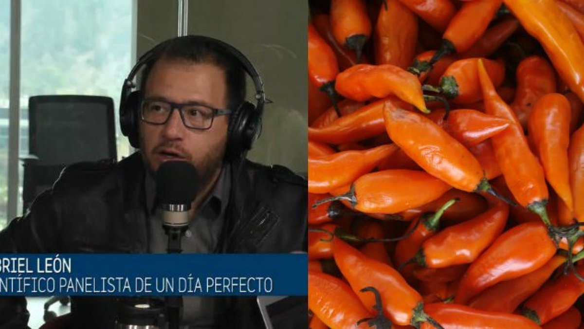Chile Picante on Twitter "Qué tan picante es un Reaper? Como