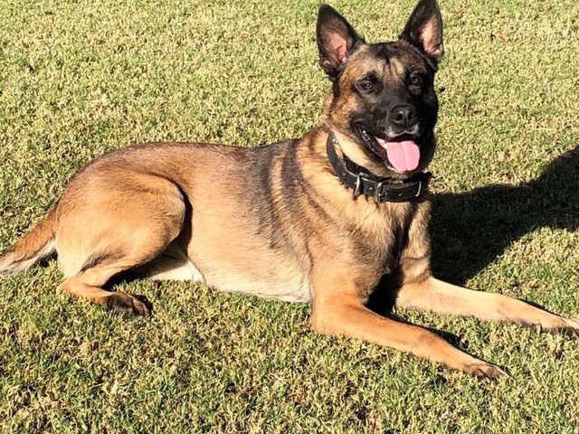 tucsonpolicek9's tweet photo. Tucson Police K9 is heartbroken to hear that K9 Bane from the Phoenix Police Department was killed trying to apprehend a carjacking suspect this afternoon. Please keep K9 Bane, his Handler, and his Handler’s family in your thoughts and prayers. https://t.co/FF6lwKbuRj
