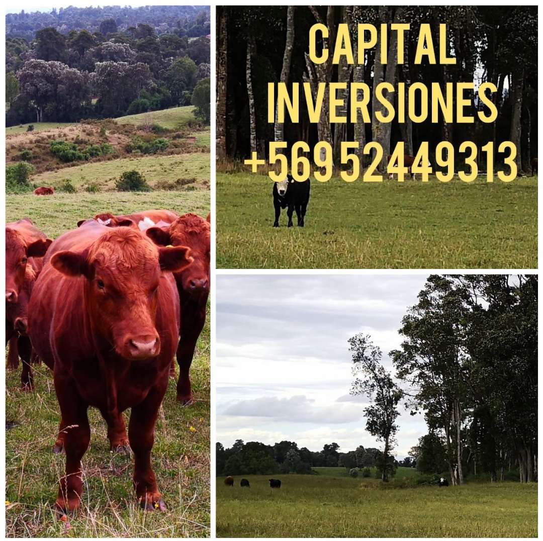 RE_INVERSIONES's tweet photo. Campos, terrenos industriales y comerciales en Puerto Montt, Santiago y Viña del mar https://t.co/pn9d6g2Vcl