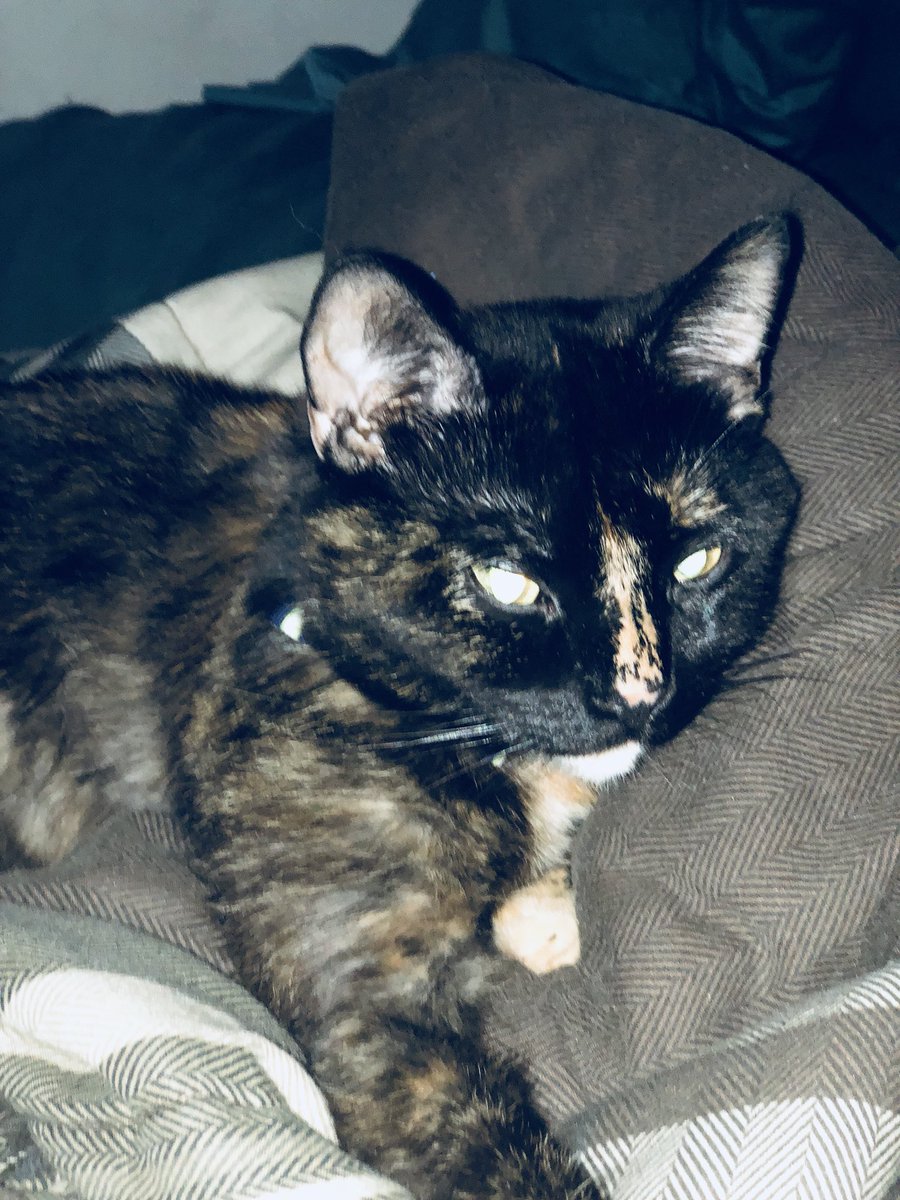 cheers_tracy's tweet photo. The cat https://t.co/bnST79PbDa