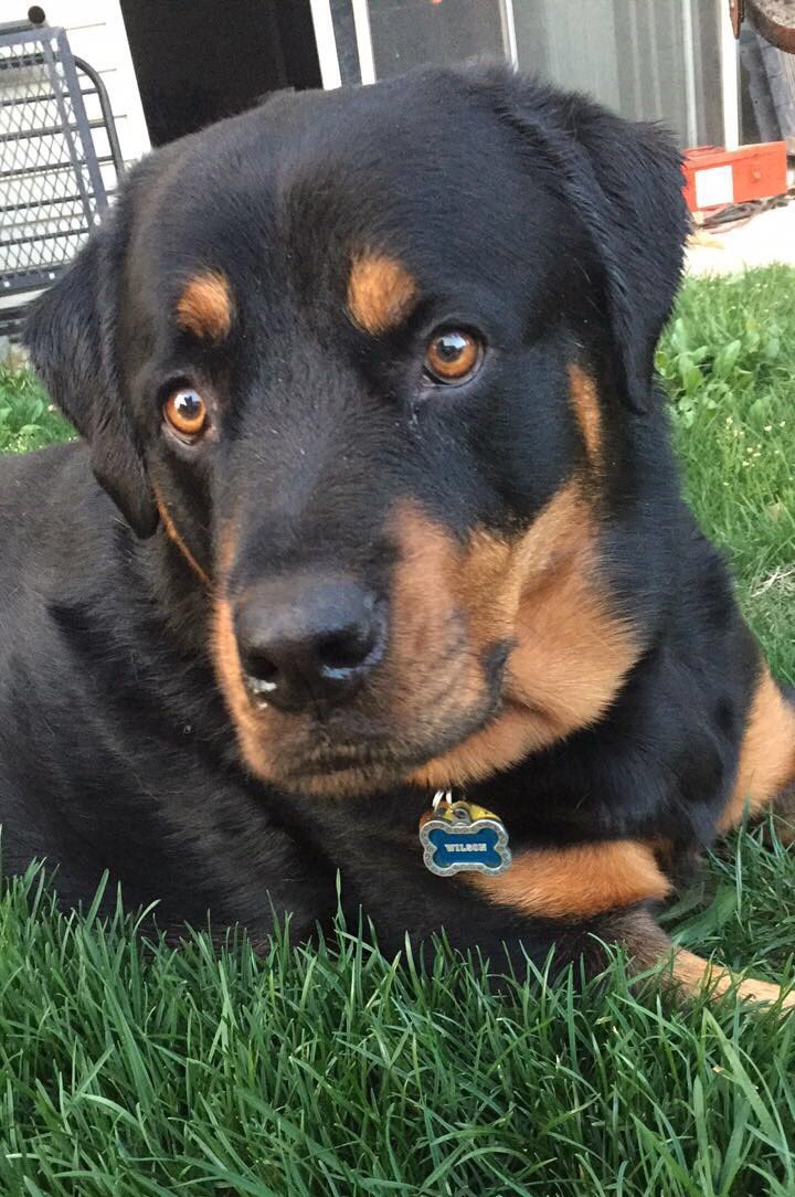 KellyNNelson's tweet photo. My good boi, Wilson, is super excited that @falloutboy named one of their new songs after him #Mania @petewentz @PatrickStump https://t.co/TqM8wkAdJF