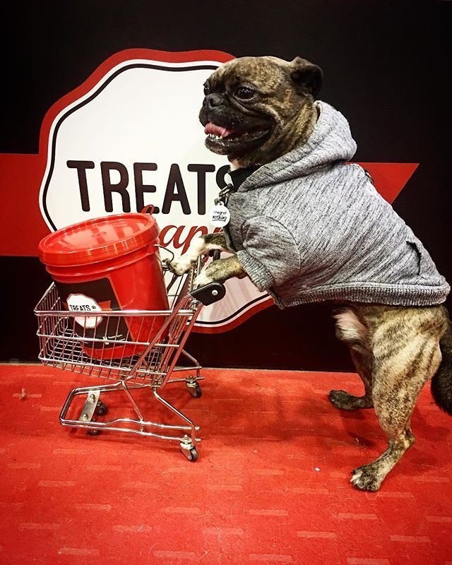 TreatsHappen's tweet photo. @diesel.thebugg always has to go shopping.
-
What's in your cart?
-
-
-
-
-
#buggnotpug #bugg #bostonterrier #pug #Dieselthebugg #dogsofinstagram #MyDogRunsThe6ix #torontodogs #buggsofinstatgram #bugglife #pets #dogs #furbabys #bostonpug #instagramdogs… https://t.co/SYE0Lu9doM https://t.co/i1557PgaSQ