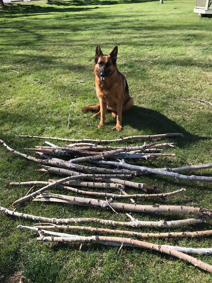 Steph_Fern1's tweet photo. With all this wind craziness, I know of one pup that's not complaining. https://t.co/BNhIszV3Cr