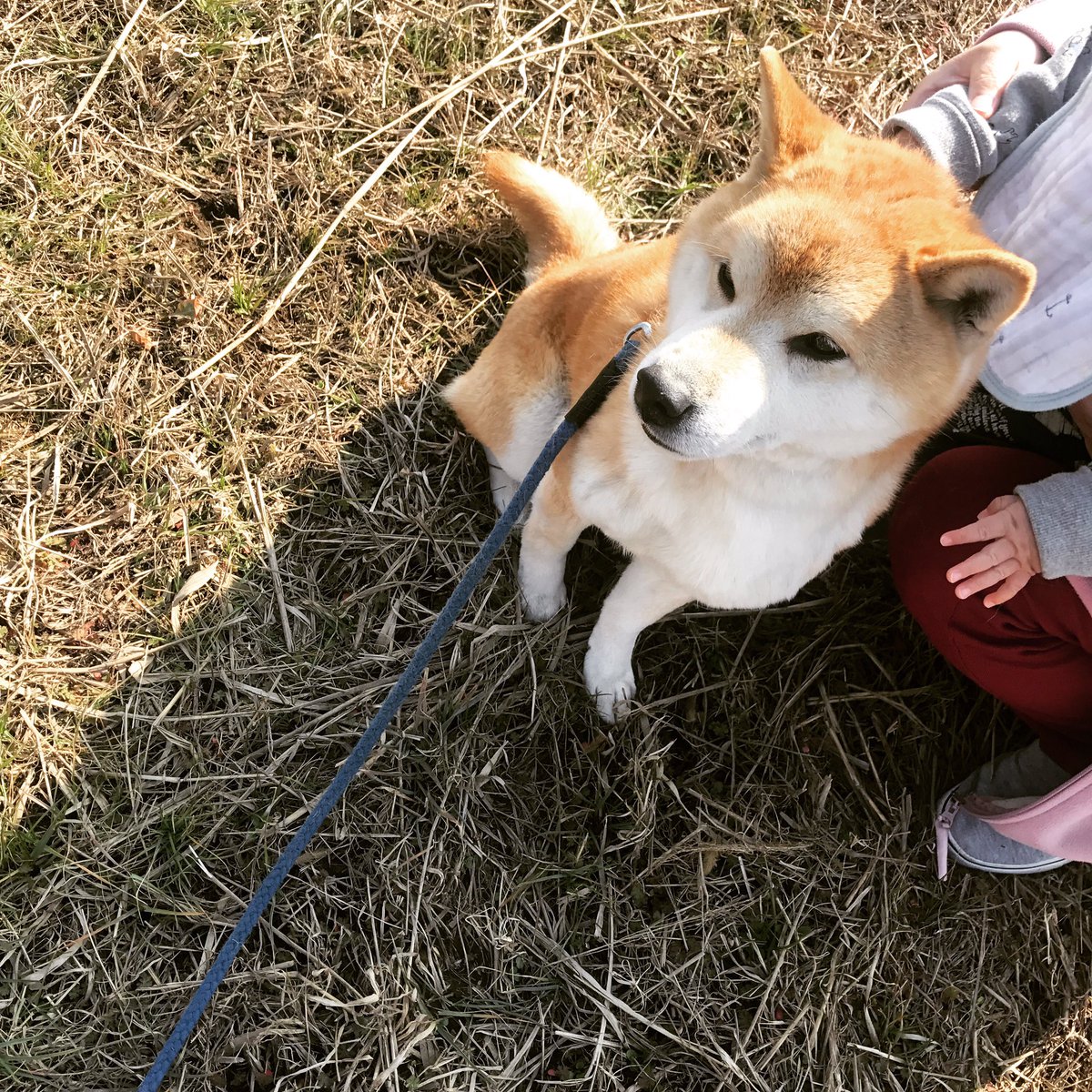 Shi Ba シーバ 犬びより みんな ちゃんと歯みがいてる 今日は何の日 よい歯の日 Shiba Shi Ba 雑誌シーバ 柴犬 しばいぬ 日本犬 柴犬三昧 次号制作中 歯磨き苦手 柴犬あるある 日本犬あるある