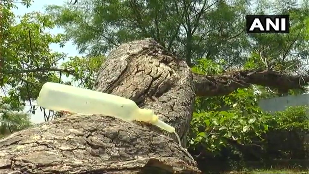 ANI's tweet image. World's second largest Banyan tree in Pillalamarri of Mahabubnagar district in Telangana is on saline drip as part of the rejuvenation of the tree that is almost dying.The tree is given treatment by injecting diluted chemical to kill termite population that infested it.