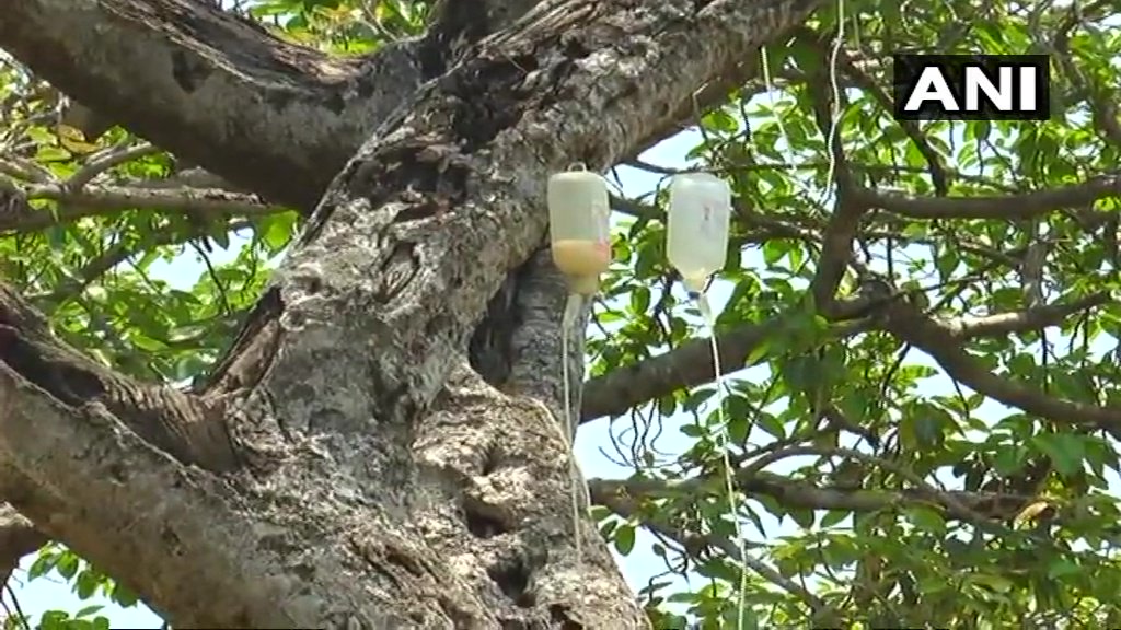 ANI's tweet image. World's second largest Banyan tree in Pillalamarri of Mahabubnagar district in Telangana is on saline drip as part of the rejuvenation of the tree that is almost dying.The tree is given treatment by injecting diluted chemical to kill termite population that infested it.