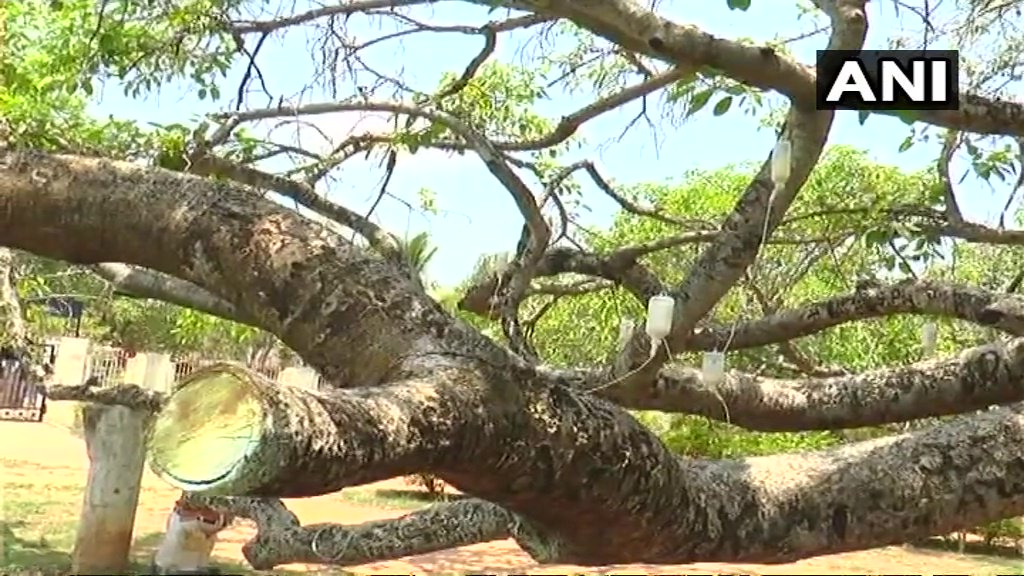 ANI's tweet image. World's second largest Banyan tree in Pillalamarri of Mahabubnagar district in Telangana is on saline drip as part of the rejuvenation of the tree that is almost dying.The tree is given treatment by injecting diluted chemical to kill termite population that infested it.