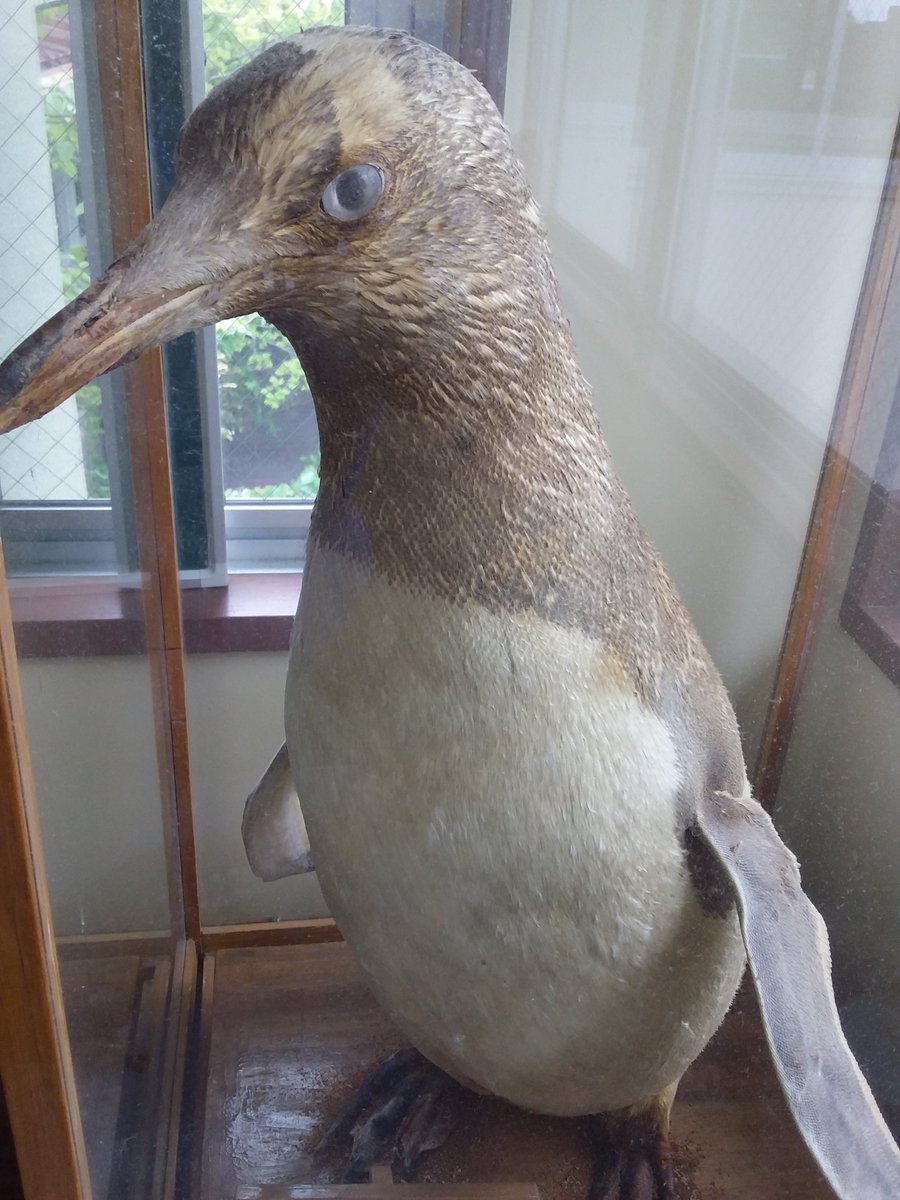 水族館といえばペンギン。 漁師町といえばペンギン。 お隣の廃校に生息