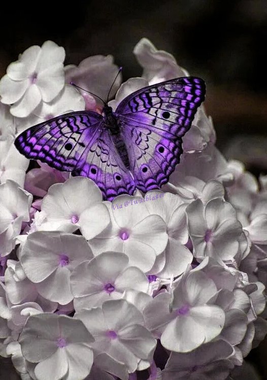 Sometimes you have 
to die a little inside
in order to be reborn
as a stronger, wiser you.
~ notsalmon

☘️🌸☘️🦋#Twittblaster #TwittblasterFlowers 🦋☘️🌸☘️