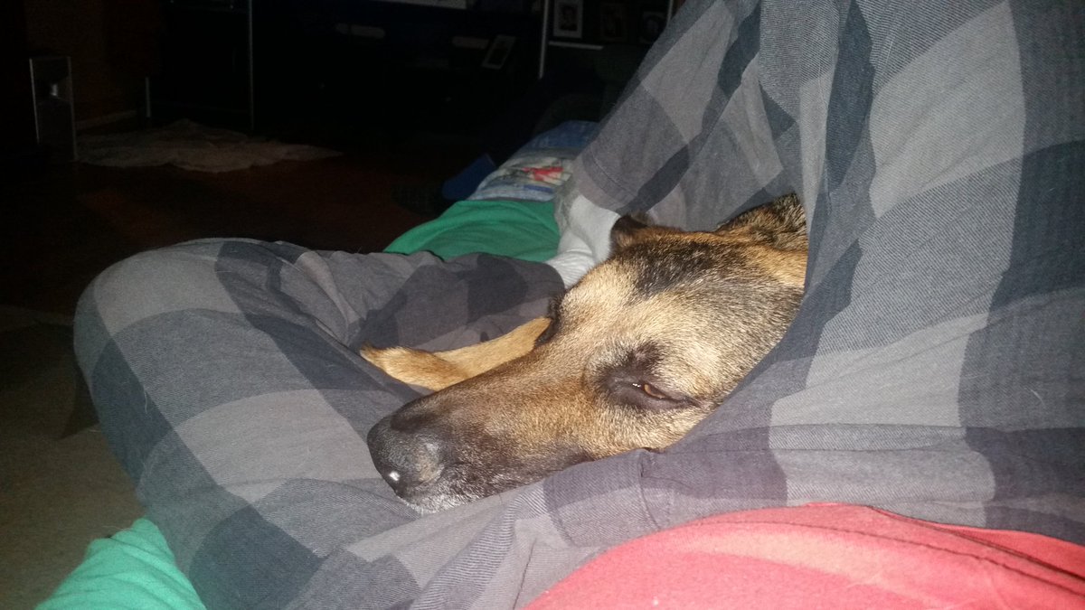 Dodgeguy75's tweet photo. Someone missed his dad today....love my furry boy, our bond is incredible, like no other #K9Bond #K9partner #K9family #K9SAR https://t.co/QjPw5IAlst
