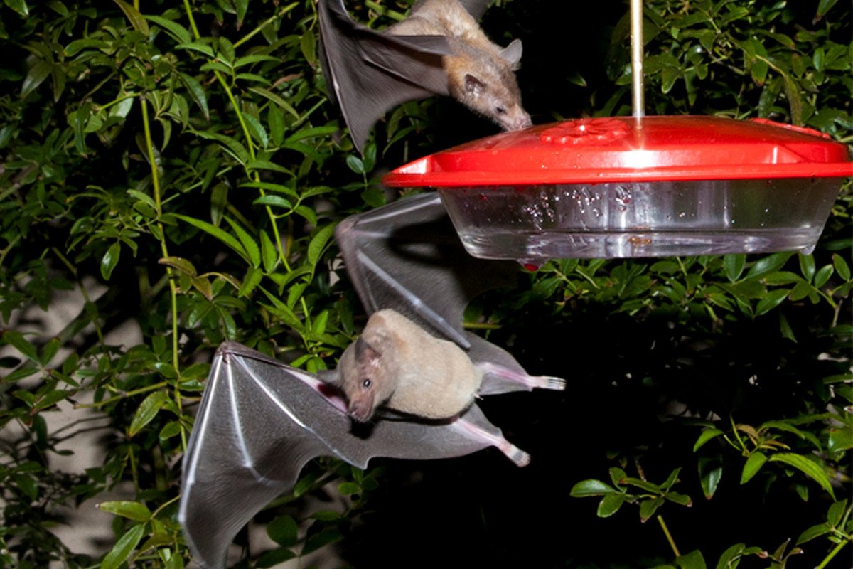 nypost's tweet photo. Bats important for tequila production no longer endangered https://t.co/ChXE4gCBny https://t.co/cmUO2q61gH