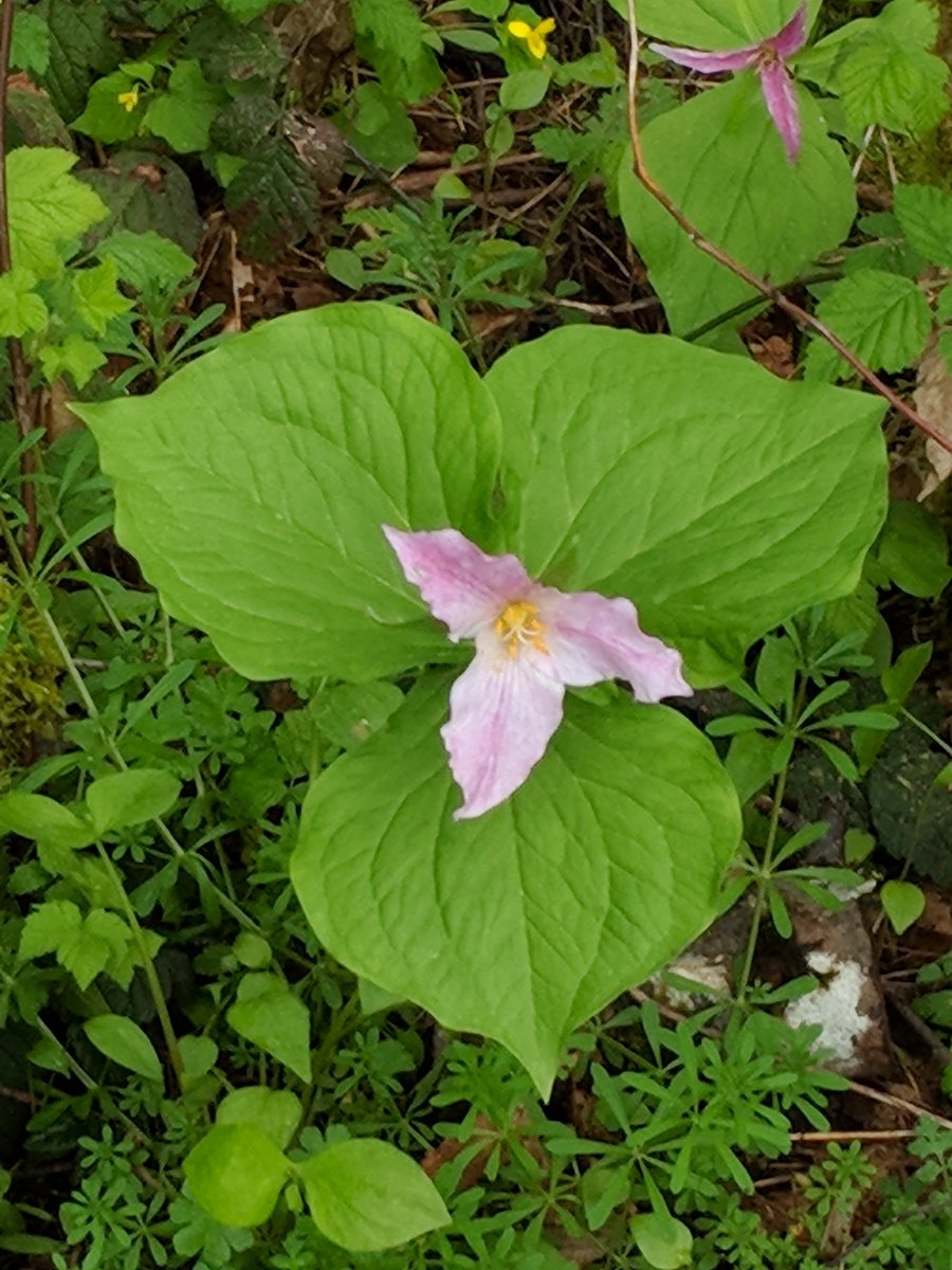 rebeccawb's tweet photo. Trillium in the woods by our home. #SpringTimeinOregon https://t.co/SWe5OCz0ve