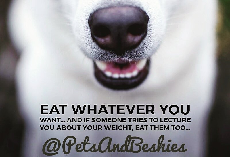 PetsAndBeshies's tweet photo. Just like your fur babies, eat whatever you want.
Don't deprive yourself, just enjoy and be happy with.
Have a happy Wednesday, pets and beshies!
#mornings #WednesdayMotivation #doglovers #DogLover #dogsarefamily #doglovers #dogsarejoy #dogslife #dogsofinsta #dog #dogs https://t.co/ixeNBA8hpv