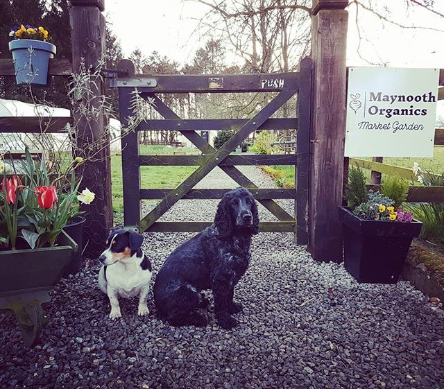 MaynoothOrganic's tweet image. This week's opening hours coming soon.... #extrahours #staytuned