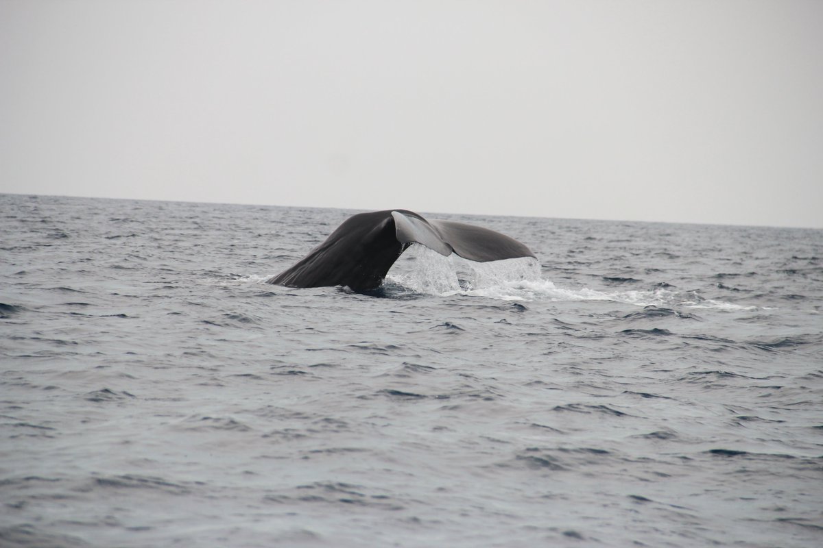Eastern half of the Gulf of Mannar :-)