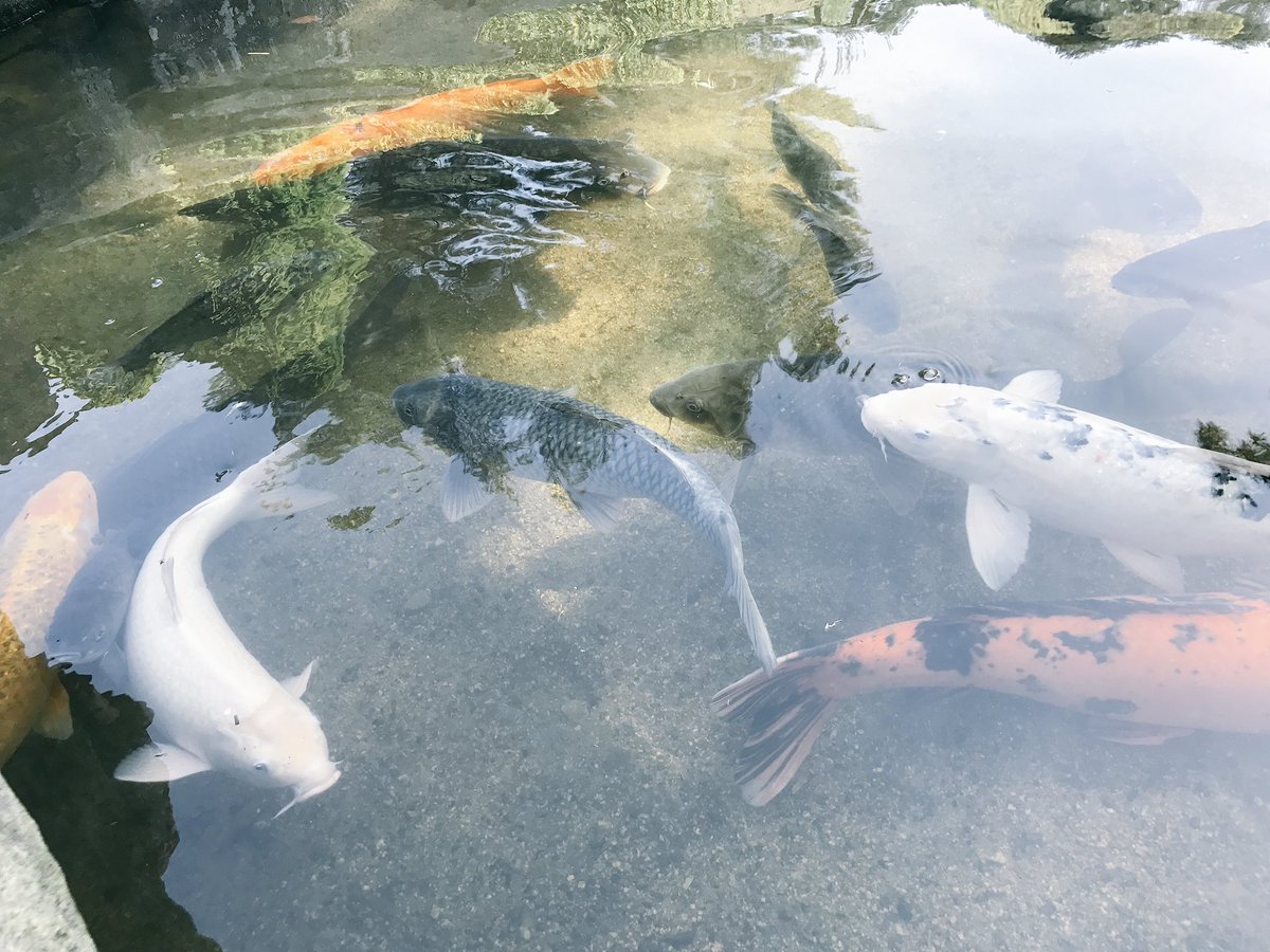 ottanottan's tweet photo. みやま公園行ってきた😋💓
餌やりめっちゃ楽しかった〜〜

以上。 https://t.co/Y1bgj317nV