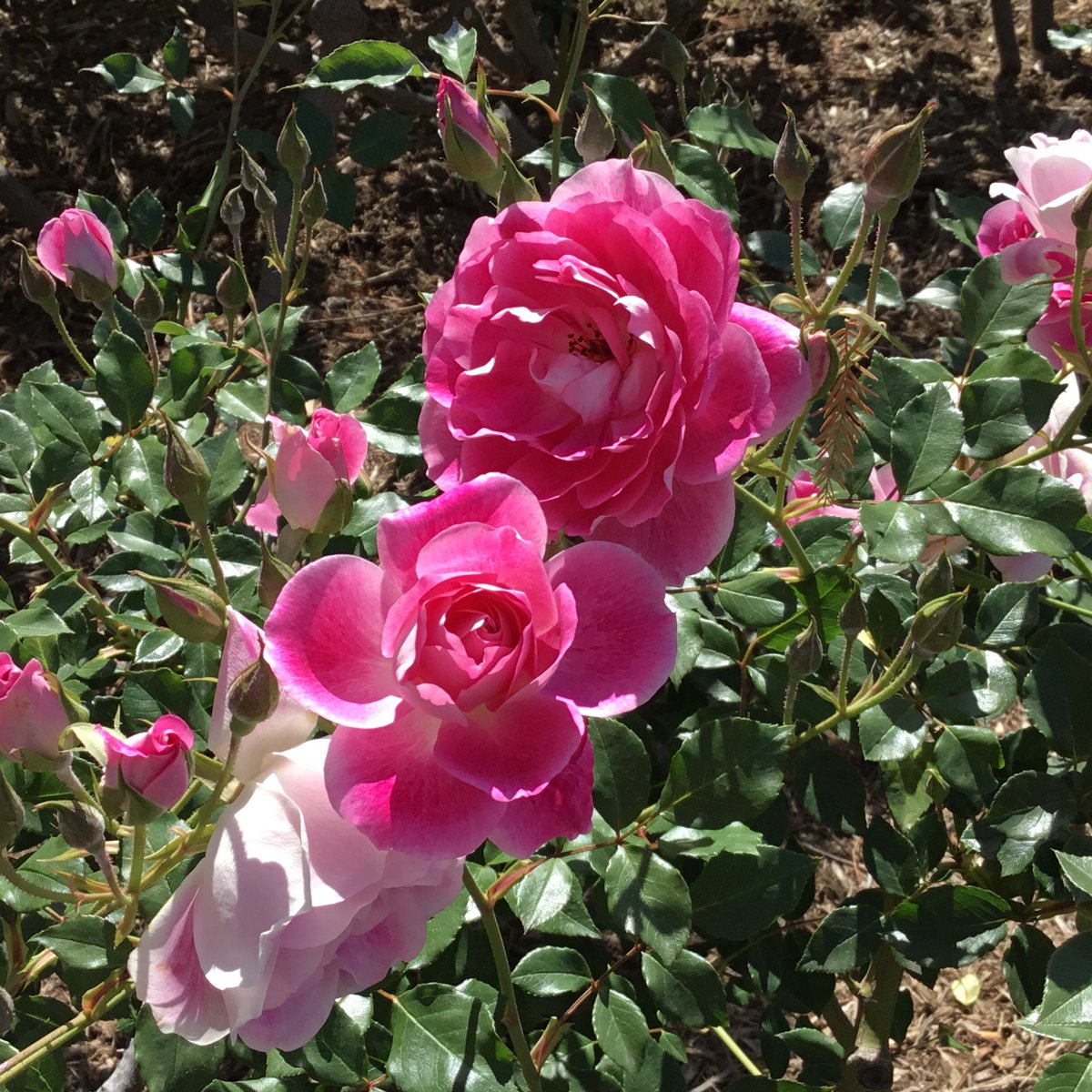 EvaGriffith19's tweet photo. Okay, so I lied. I did take a break from @ShaxBull Christopher Beeston #CockpitPhoenix issue today to look around @TheHuntington ‘s gardens. https://t.co/Xoa2XuzogL