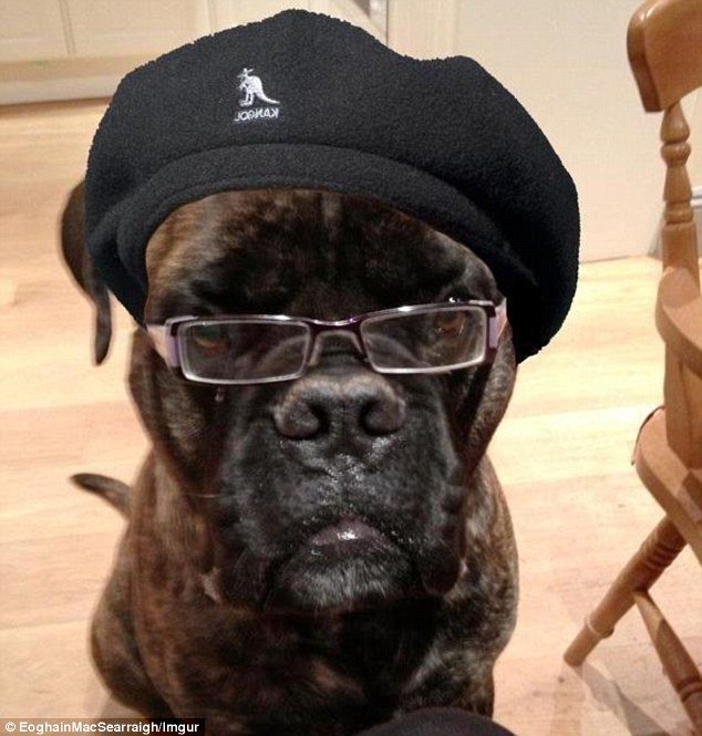BFBSRadioHQ's tweet photo. On #HatchandGeere @bfbshatch @veritygeere talking dogs! It's after a dog glued its teeth together by eating junk mail. We are compiling #dogcelebrities #celebdogs #TodaysTop10 Email: hg@bfbs.com or #tweetus https://t.co/we0Xcll3tn