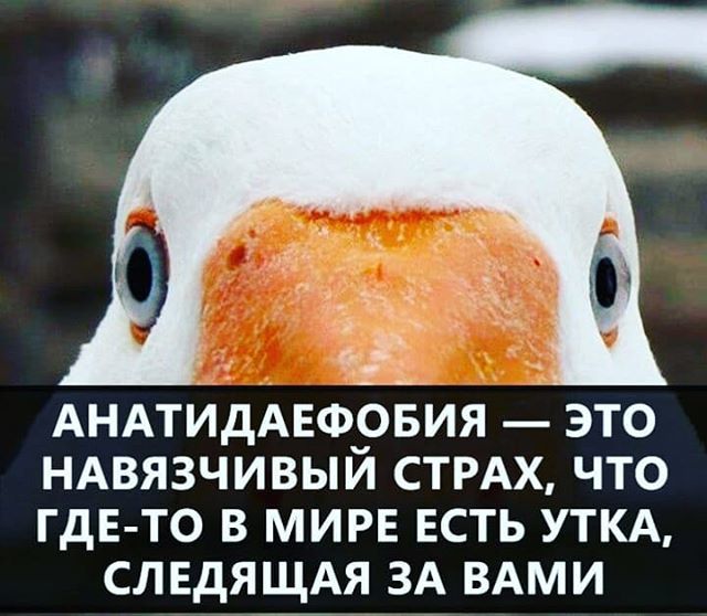Страх что за тобой следят. Паранойя картинки. Боязнь уток. Утка следит. Мания преследования.